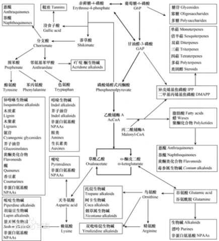 次生代谢产物:
