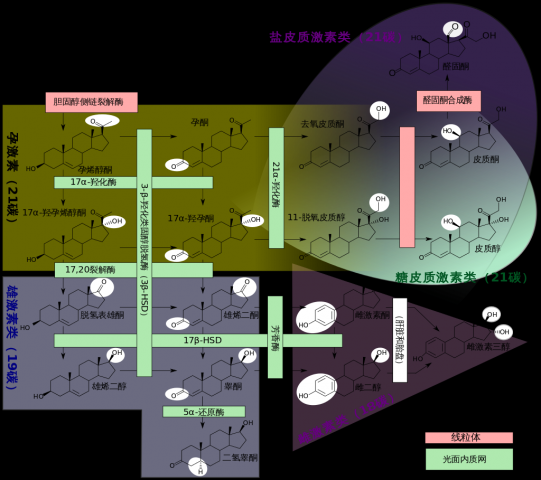 1024px-Steroidogenesis_(zh-cn).svg(1).png
