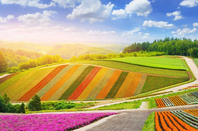 hokkaido-flower.jpg